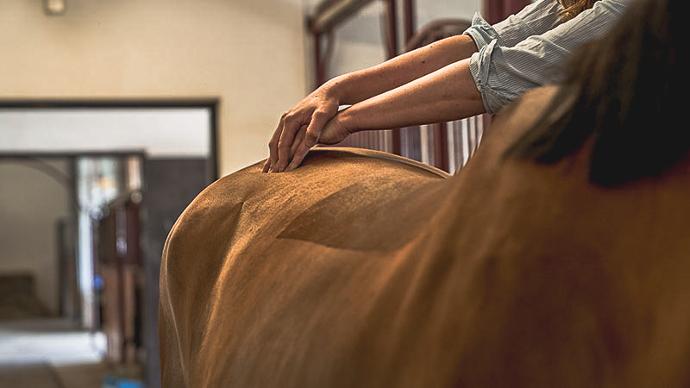 Masserar in liniment på häst