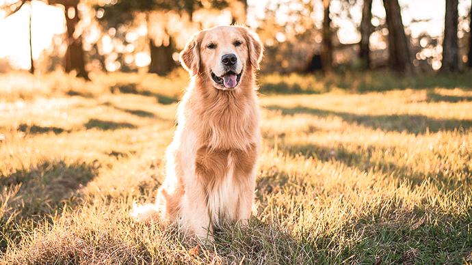 Golden retriever 