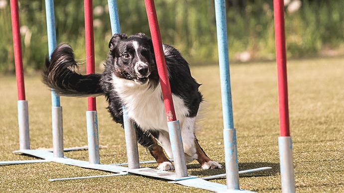 Foertillskott för hundens leder | Trikem Border Collie på agilitybana