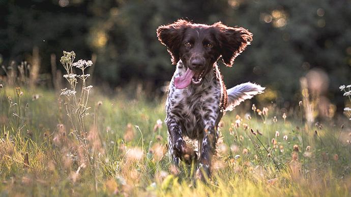 Jaktspaniel på en äng