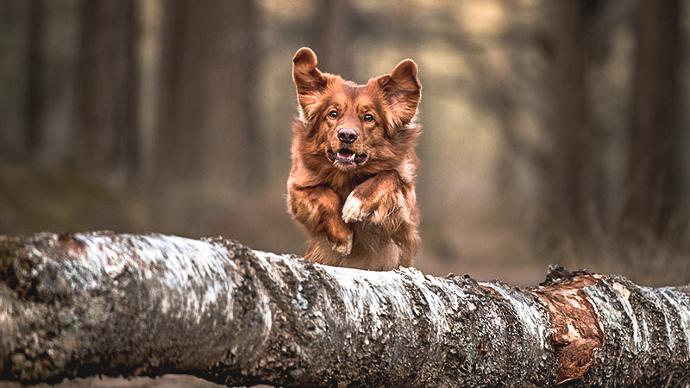 Hund som hoppas över en stock i skogen