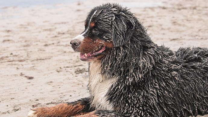 Berner sennen hund på stranden