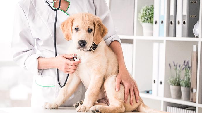 Veterinärvårdsprodukter | Trikem Valp hos veterinären