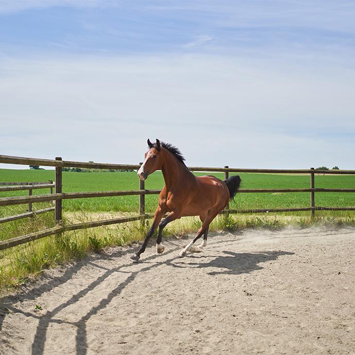 Häst i paddock