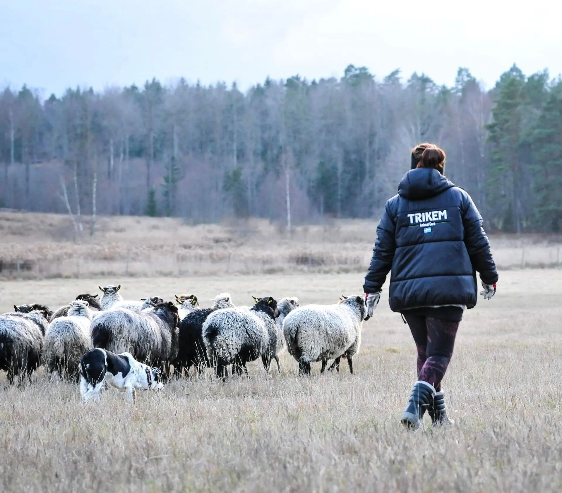 Trikem hundambassadör Hund som vallar får