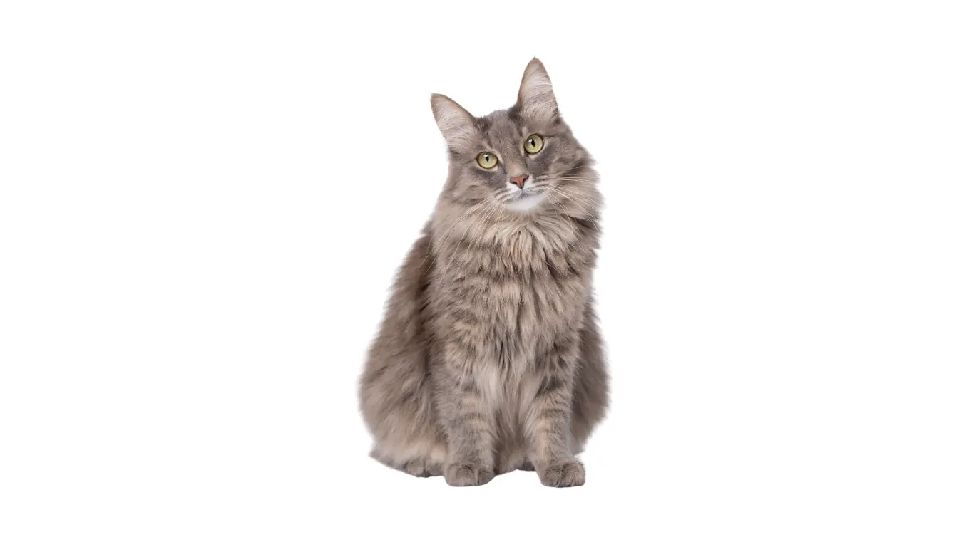 Katt