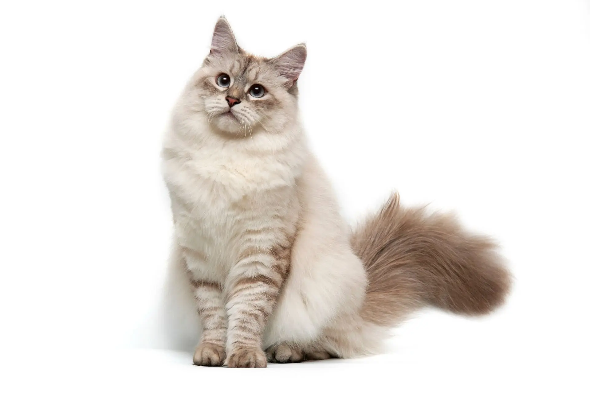 Katt