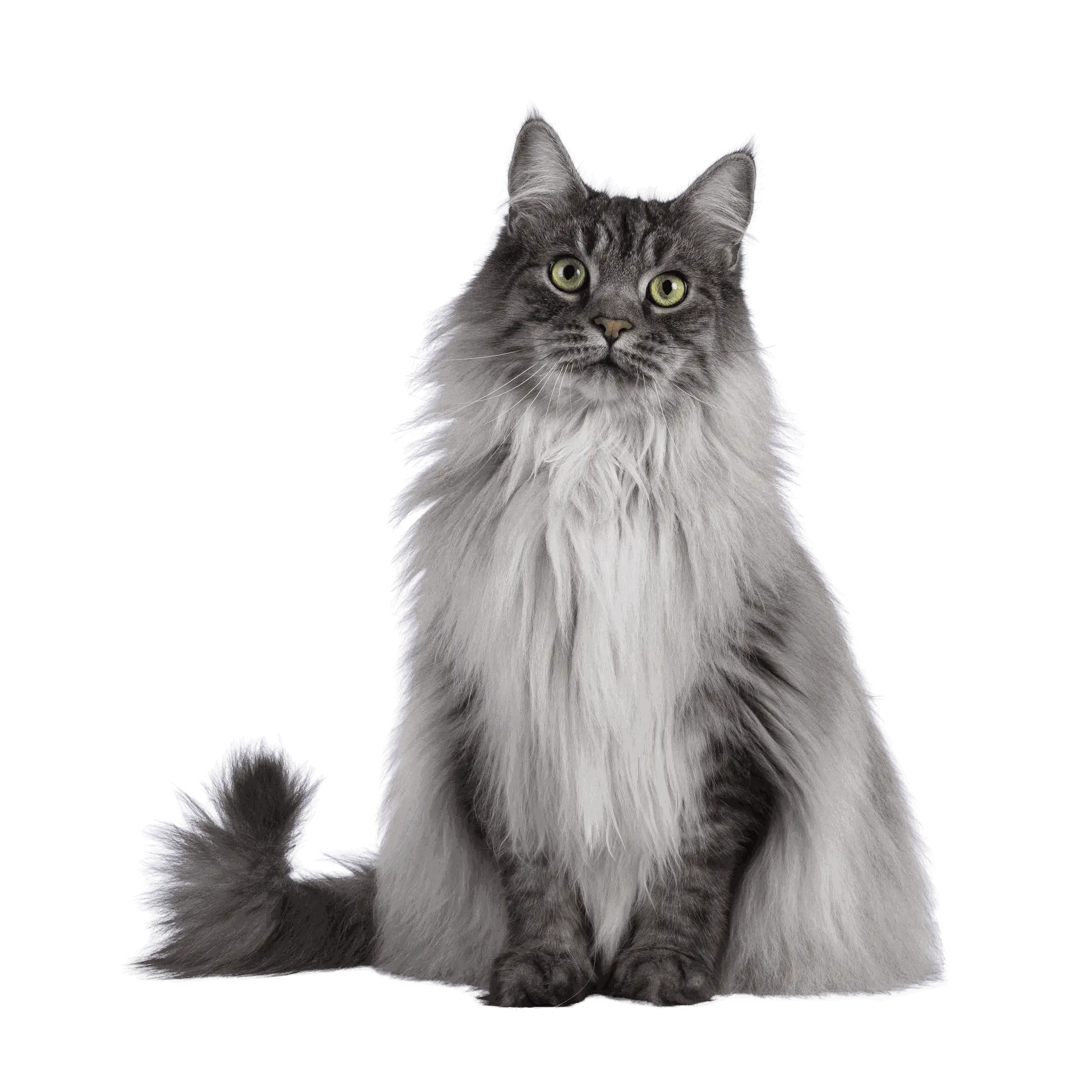 Katt