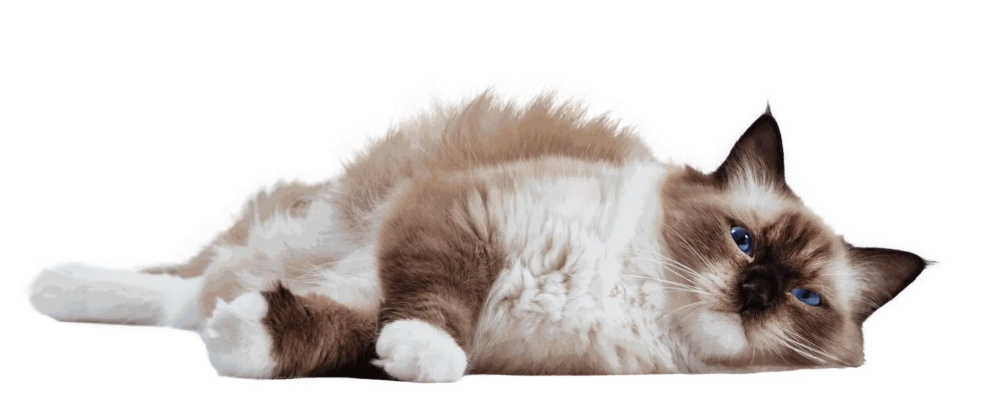 Ragdoll