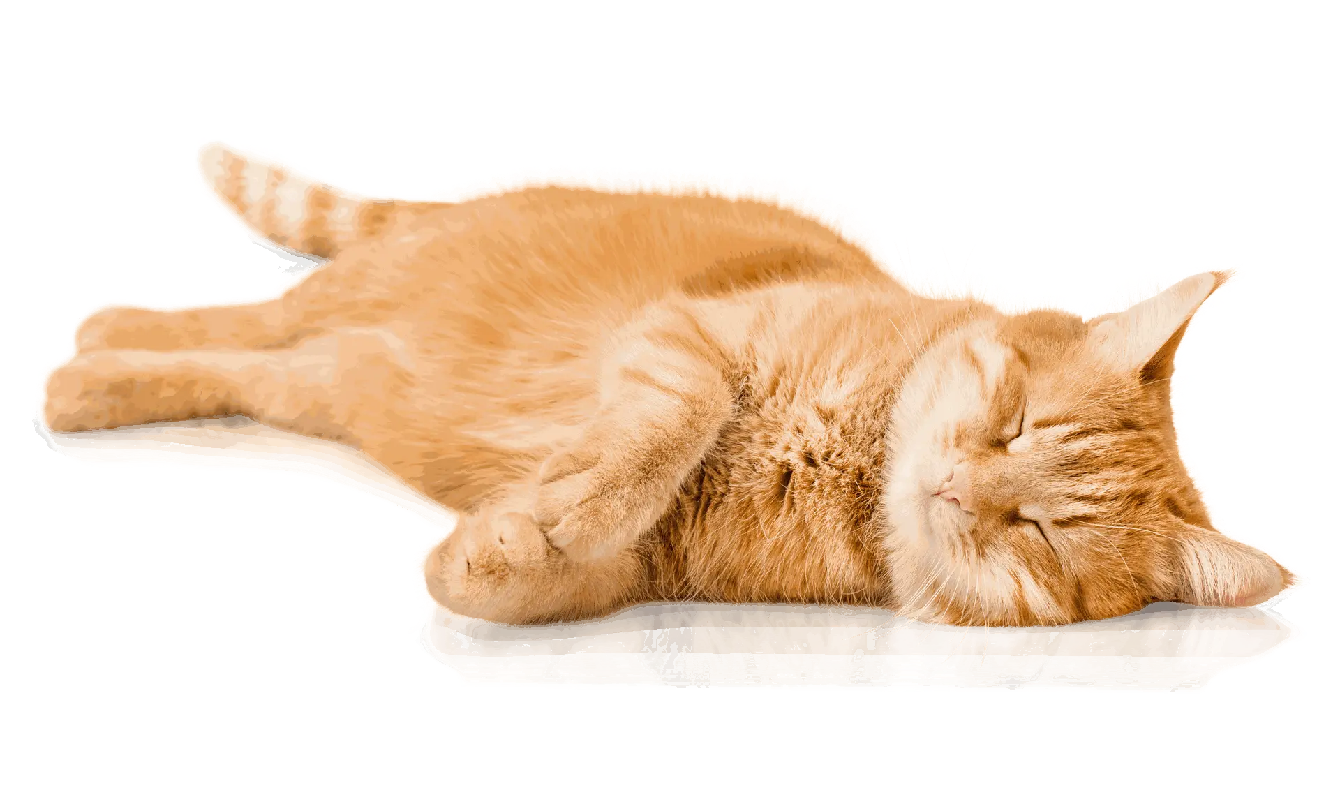 Katt som sover