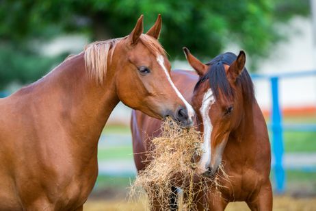 Hur kan vi hjälpa en stressad häst? | Trikem Academy