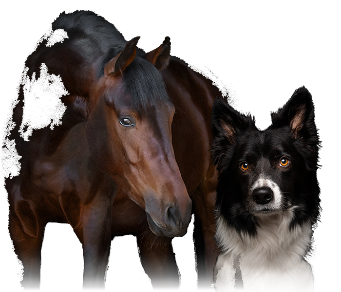 Häst och hund