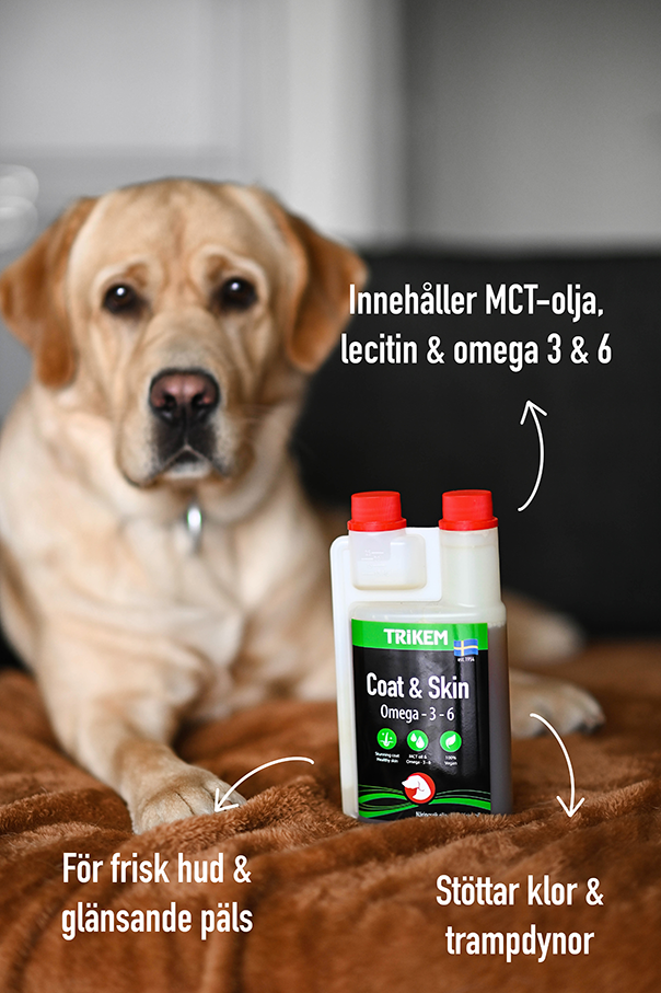 Coat & Skin.webp